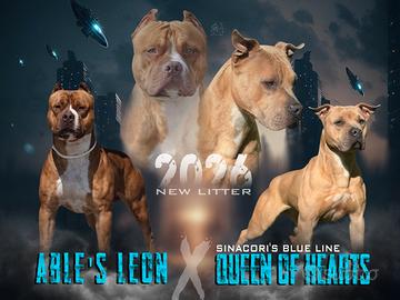 Cuccioli american pitbull terrier