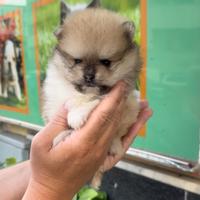 Cuccioli di spitz particolarissimi