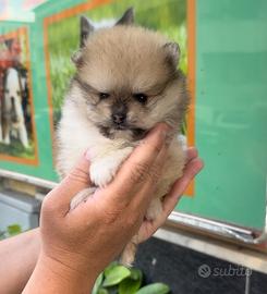 Cuccioli di spitz particolarissimi