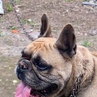 Bulldog francese