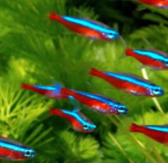 Pesce cardinale
