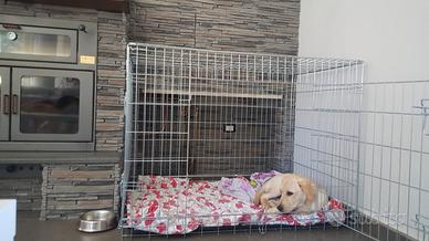 Kennel Cane Taglia Grande