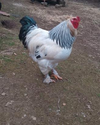 Gallo Brahma