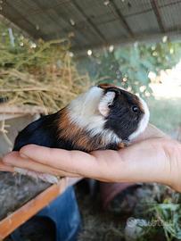 Cuccioli cavia peruviana