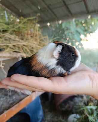 Cuccioli cavia peruviana