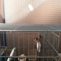 Cardellina anno 2024