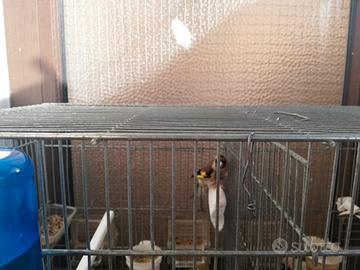 Cardellina anno 2024