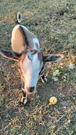 Capre tibetane