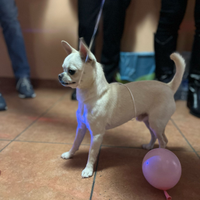 Chihuahua Maschio per accoppiamento