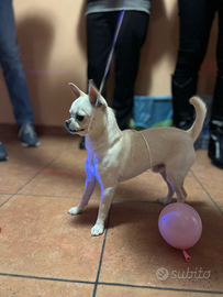 Chihuahua Maschio per accoppiamento