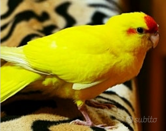 VENDUTO Kakariki pronti cova