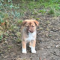 Cuccioli per Natale ?