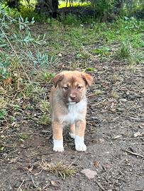 Cuccioli per Natale ?