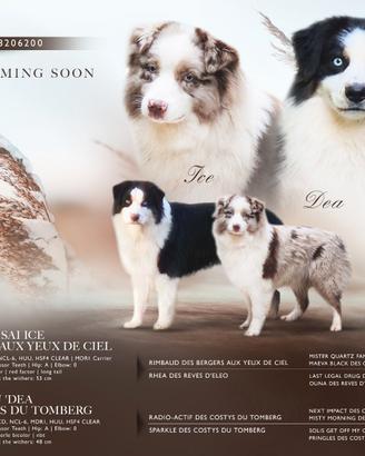 Cuccioli pastore australiano pedigree enci