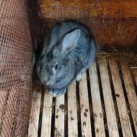 Conigli maschi grigio di carmagnola in purezza