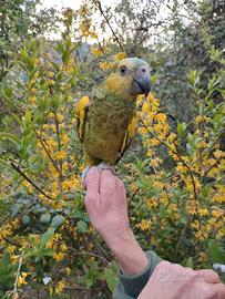 Amazzone allevata a mano