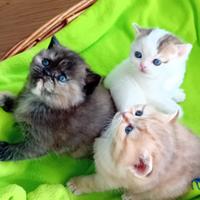 Gattini British shorthair