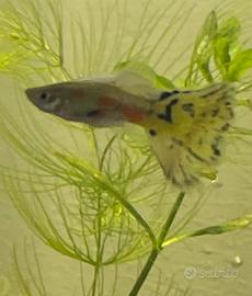 Guppy
