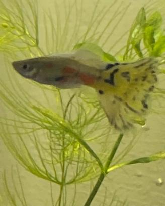 Guppy