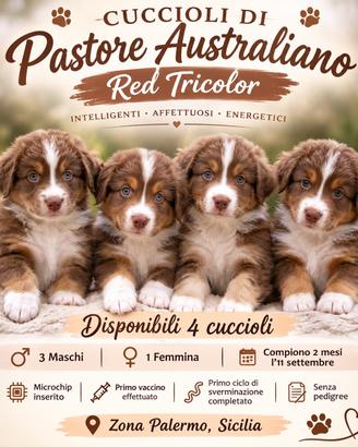 Cuccioli di Pastore Australiano