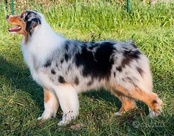 Australian Shepherd / Pastore Australiano