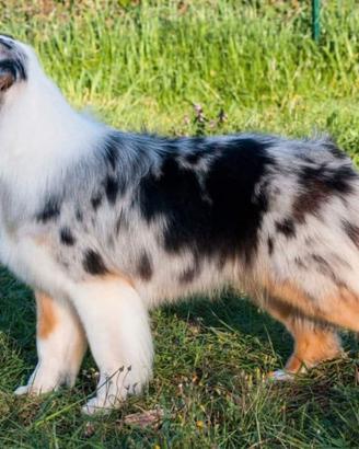 Australian Shepherd / Pastore Australiano