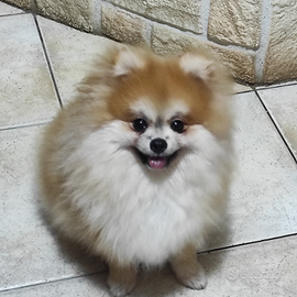 Pomerania maschio per monta