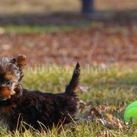 Australian silky terrier