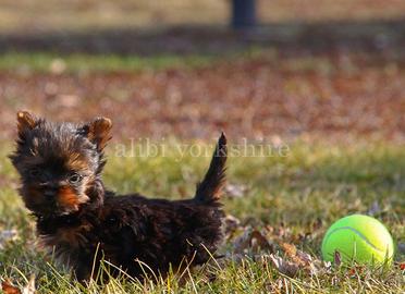 Australian silky terrier