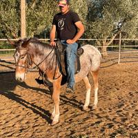 Mula Appaloosa domata