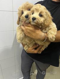 Maltipoo cuccioli