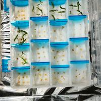 piante di peperoncino piccante