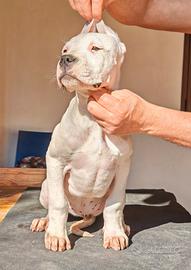 Cucciole di dogo argentino