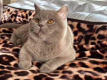British shorthair