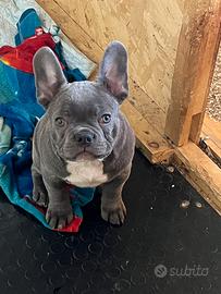 Bulldog francese occhi chiari