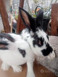 Conigli pezzati inglese