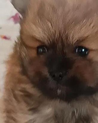 Spitz di Pomerania
