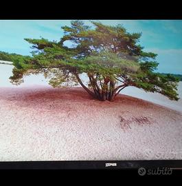 Smart TV 50 pollici UHD Zephir