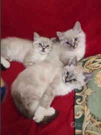 Cuccioli sacro di birmania