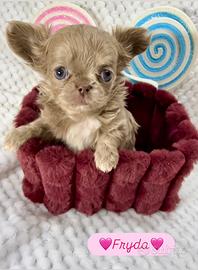 Chihuahua femmina lilac pelo lungo