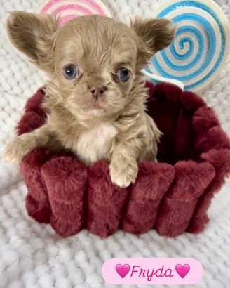 Chihuahua femmina lilac pelo lungo
