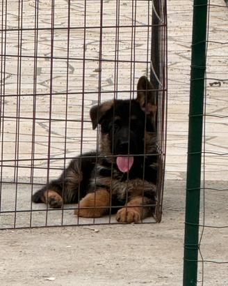 Super cuccioli selezionati (PEDIGREE ROSA)