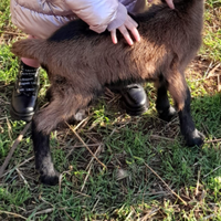 Capretto di pura razza