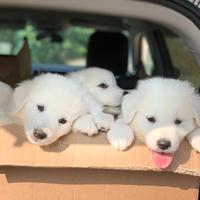 Vendita cuccioli di maremmano