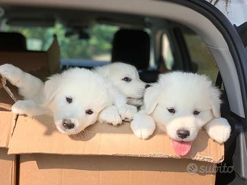 Vendita cuccioli di maremmano