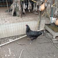 Coppia Australorp