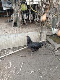 Coppia Australorp