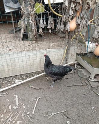 Coppia Australorp