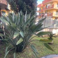 Appartamento arredato indipendente