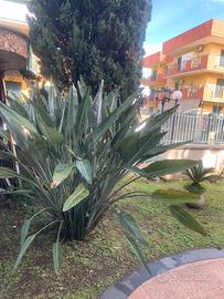 Appartamento arredato indipendente